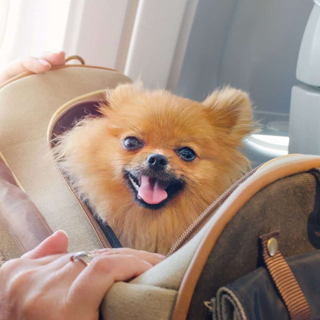 A small dog inside a travel bag done after reading these tips for traveling with dogs