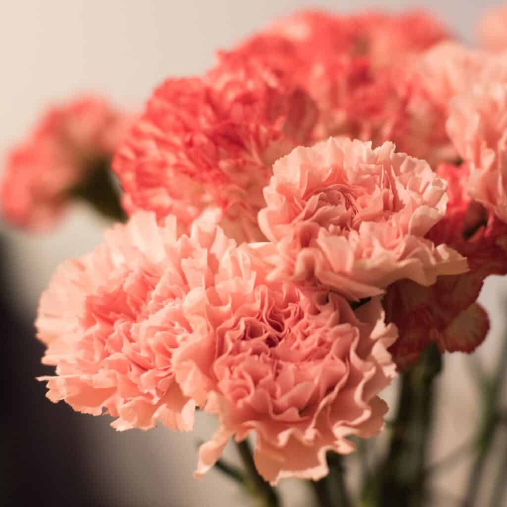 Pink Carnations chosen as anniversary flowers to consider their milestone as a couple