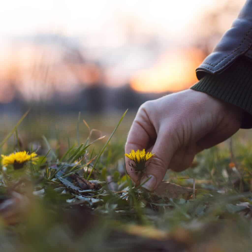 A man picking a flower that is part of their memories as a couple to give as anniversary flowers