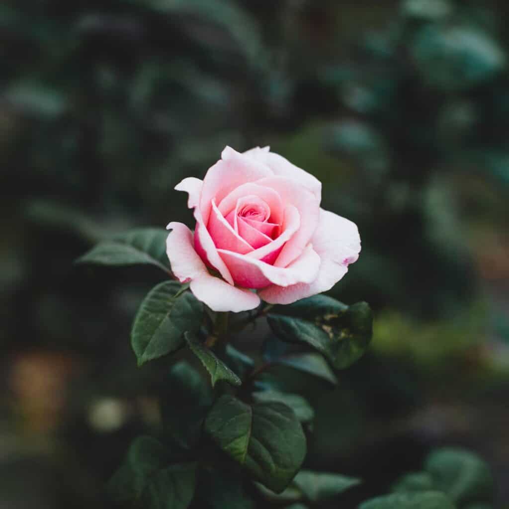 A pink rose with a beautiful symbolism perfect as anniversary flowers