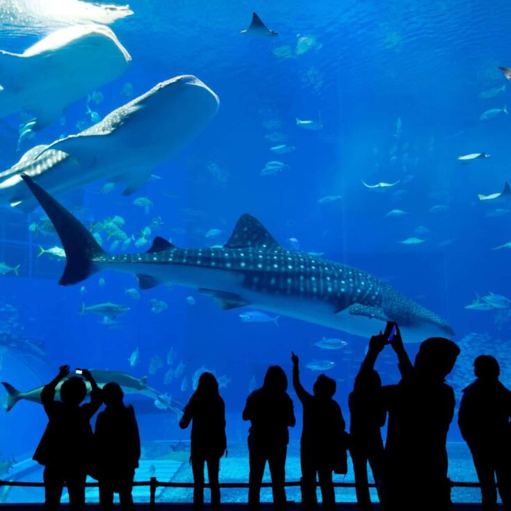 A bunch of people having fun while looking at the big aquarium with sharks and fishes swimming around