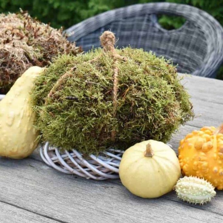 a DIY moss pumpkin