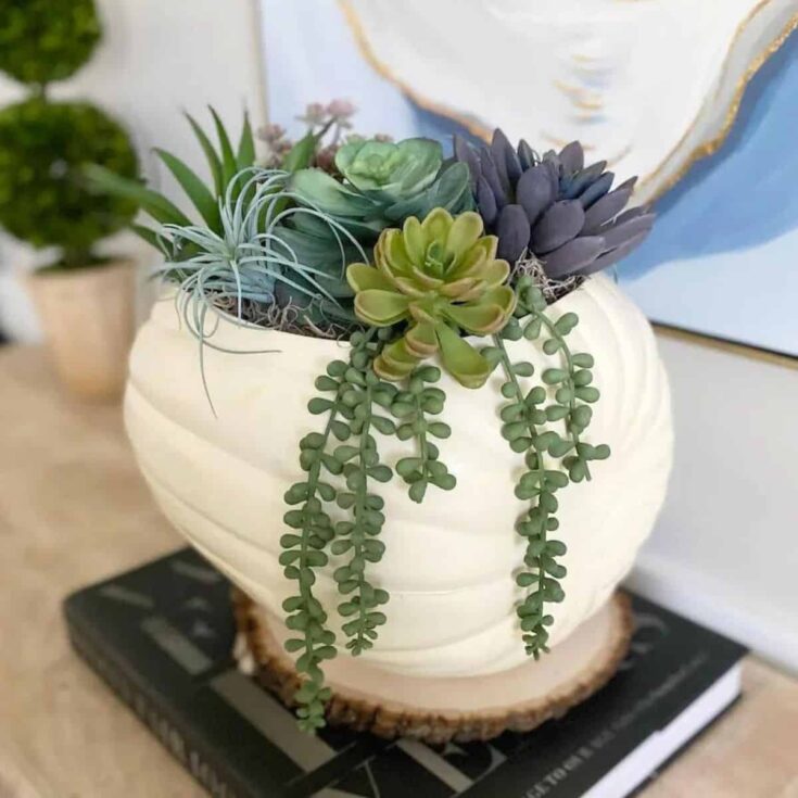 a faux white pumpkin with faux succulents inside