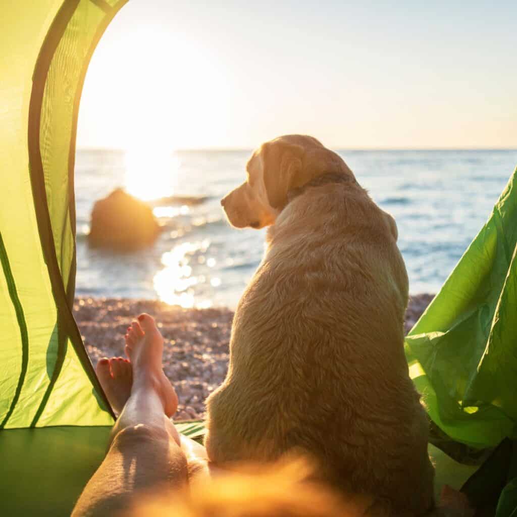A dog sitting inside a tent, looking at the beach outside