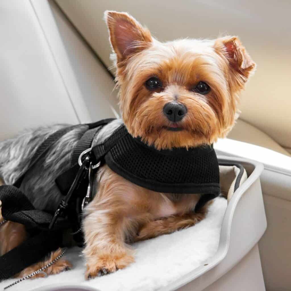A dog sitting at the car, secured by his own seatbelt