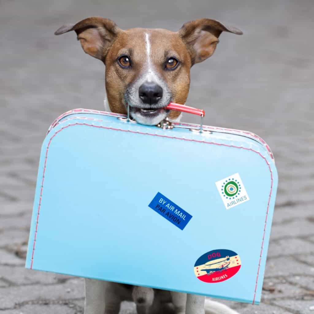 A dog carrying a suitcase