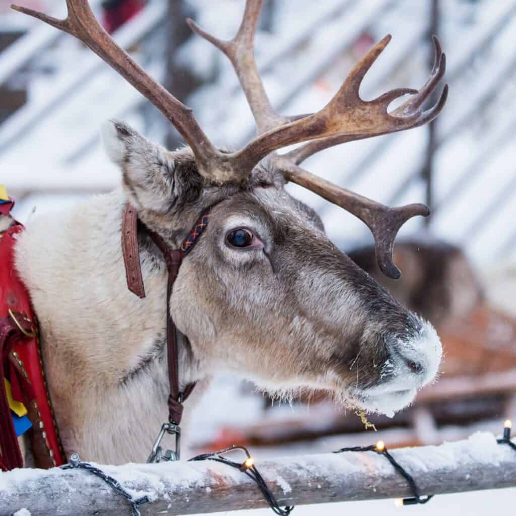 A close up of a reindeer