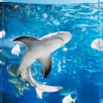 An aquarium showing sea creatures, with the text overlay How to plan a fun aquarium date